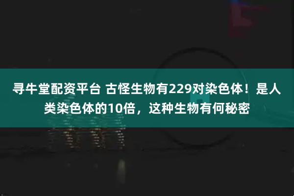 寻牛堂配资平台 古怪生物有229对染色体！是人类染色体的10倍，这种生物有何秘密